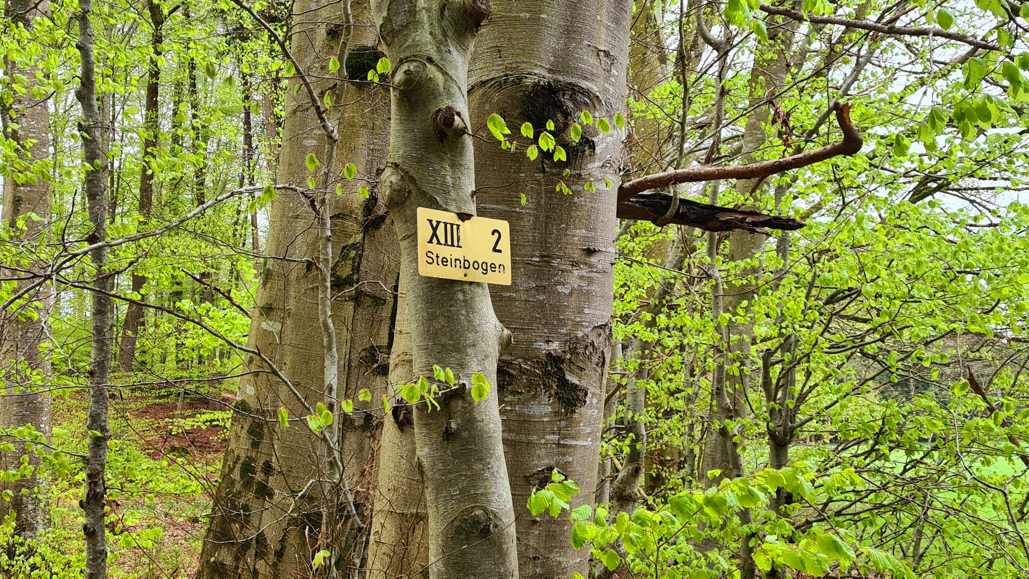 Unterallgäuer Wanderherbst - Wir besuchen die alten Buchenwälder im Mindelheimer Aspach